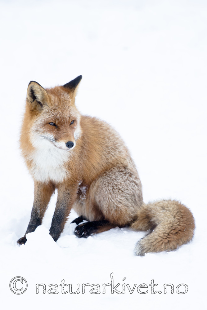 BB_20180219_1672 / Vulpes vulpes / Rødrev