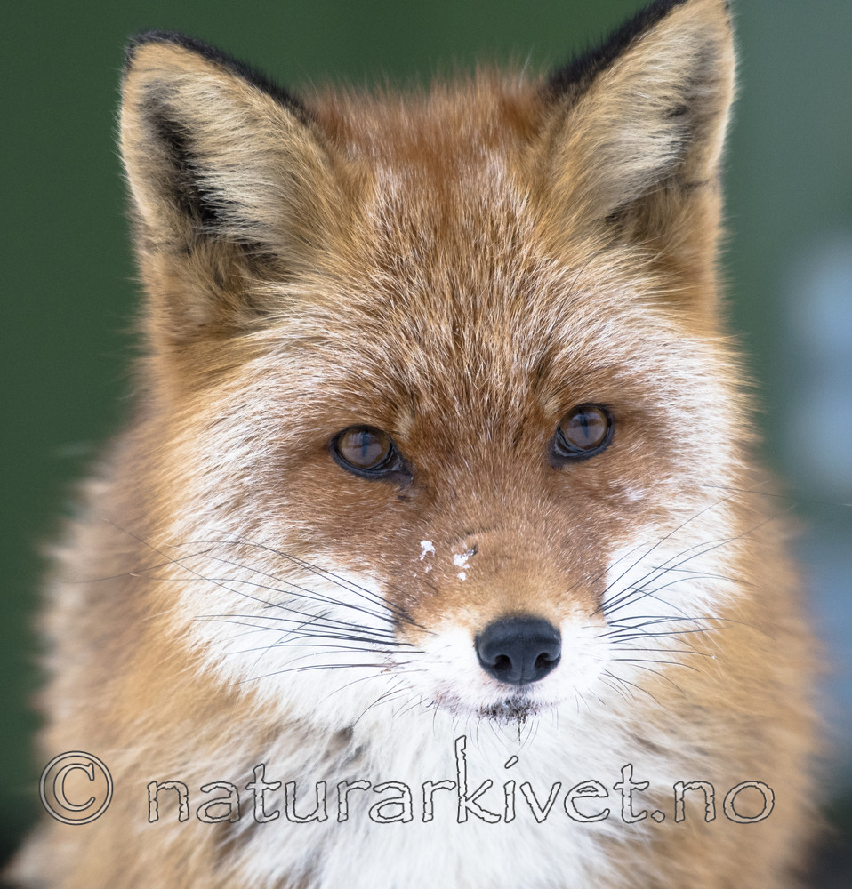 BB_20180221_0051 / Vulpes vulpes / Rødrev