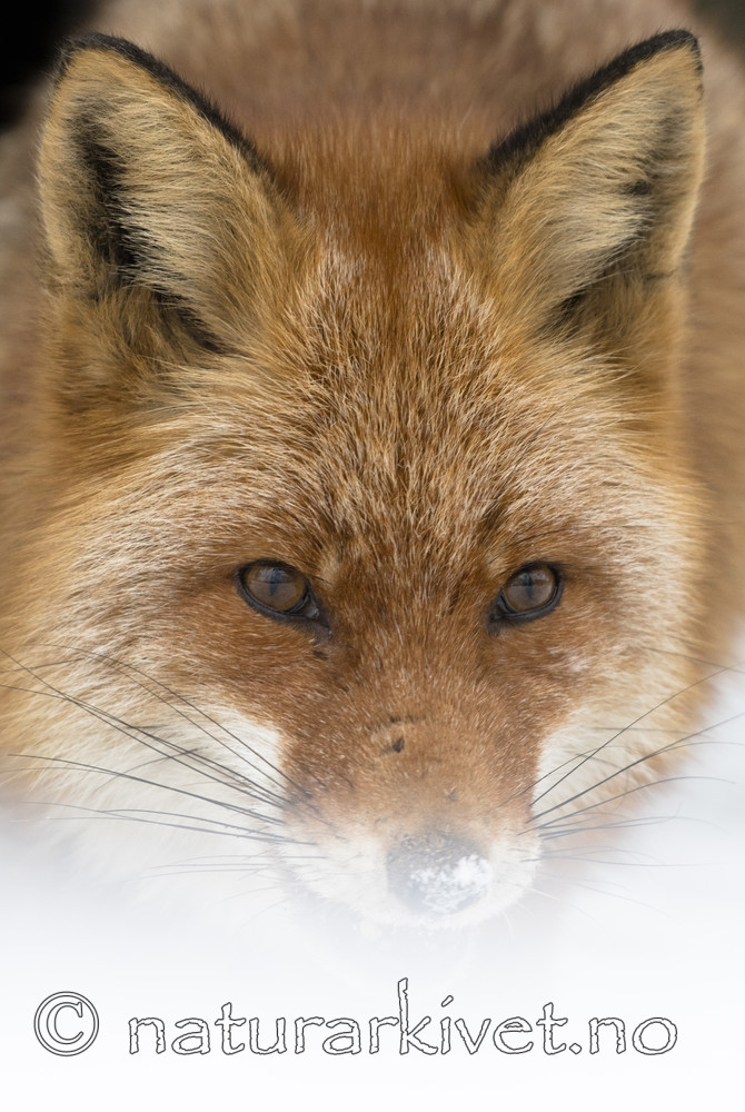 BB_20180221_0077 / Vulpes vulpes / Rødrev