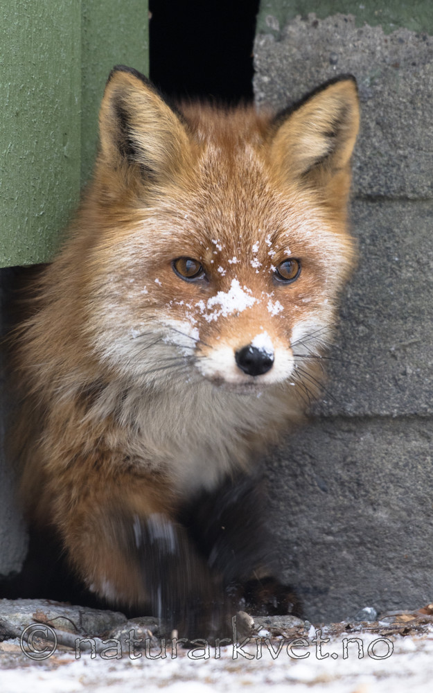 BB_20180221_0112 / Vulpes vulpes / Rødrev