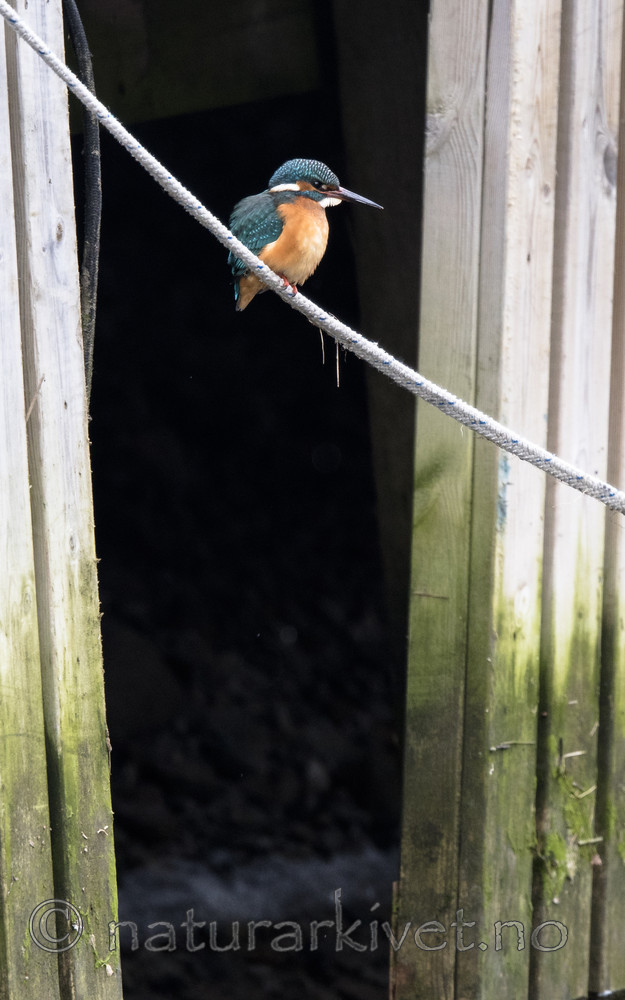 BB_20180224_0069 / Alcedo atthis / Isfugl
