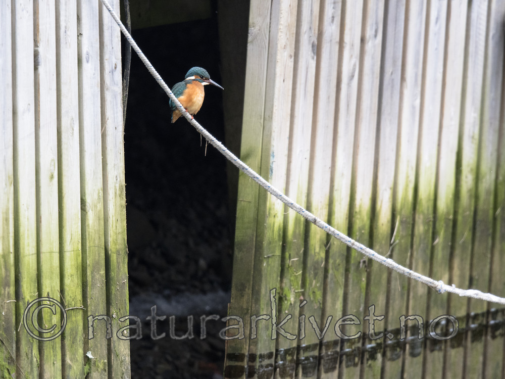 BB_20180224_0083 / Alcedo atthis / Isfugl