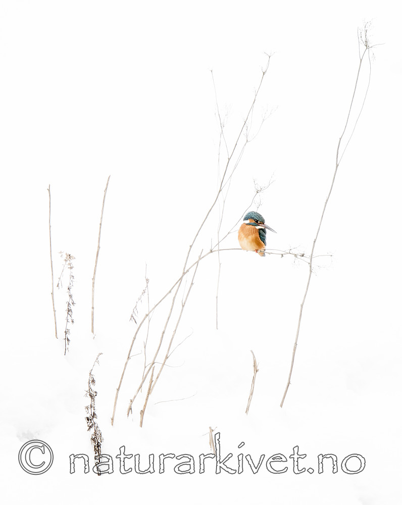BB_20180224_0257 / Alcedo atthis / Isfugl