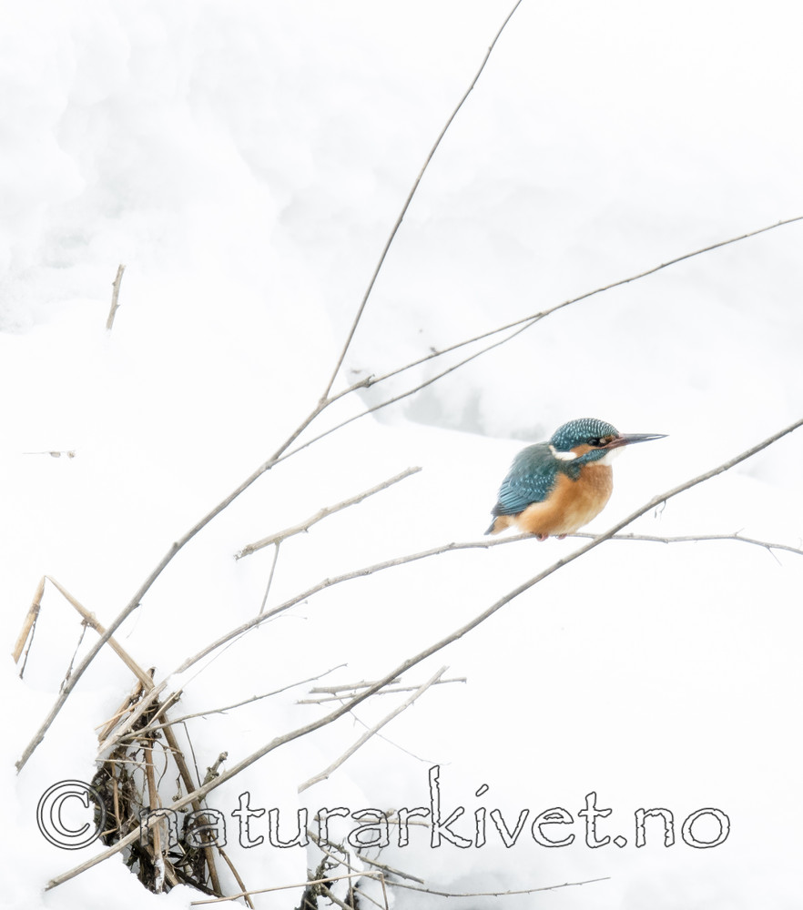 BB_20180224_0293 / Alcedo atthis / Isfugl