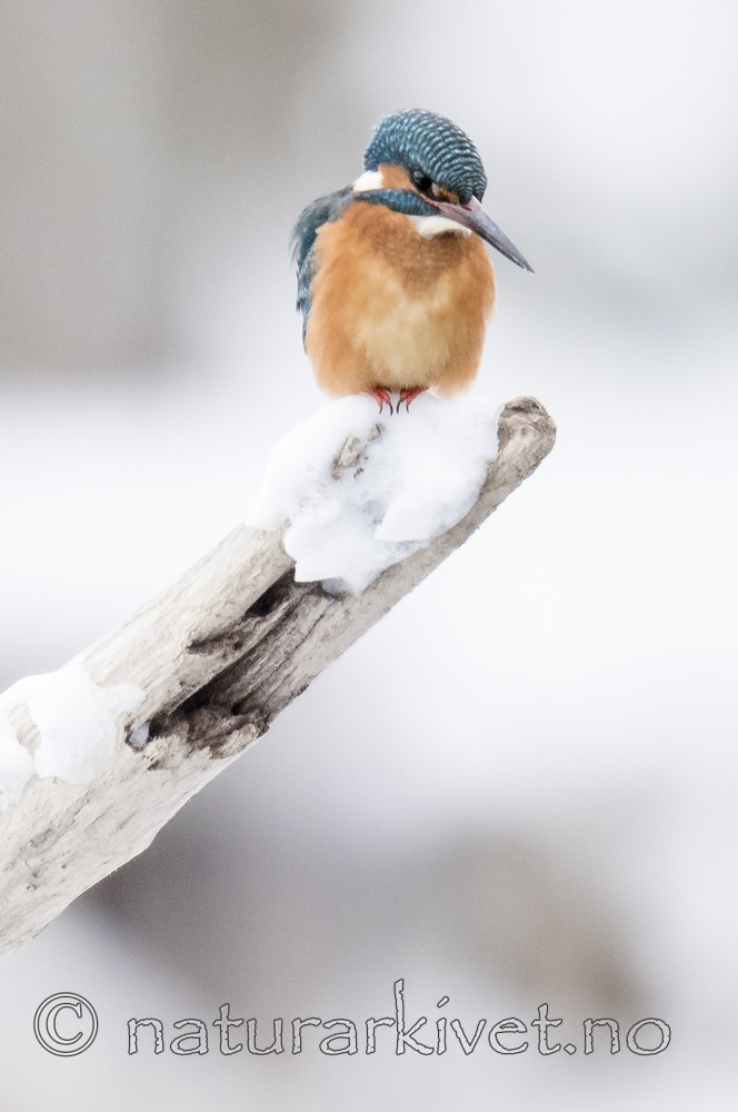 BB_20180224_0306 / Alcedo atthis / Isfugl