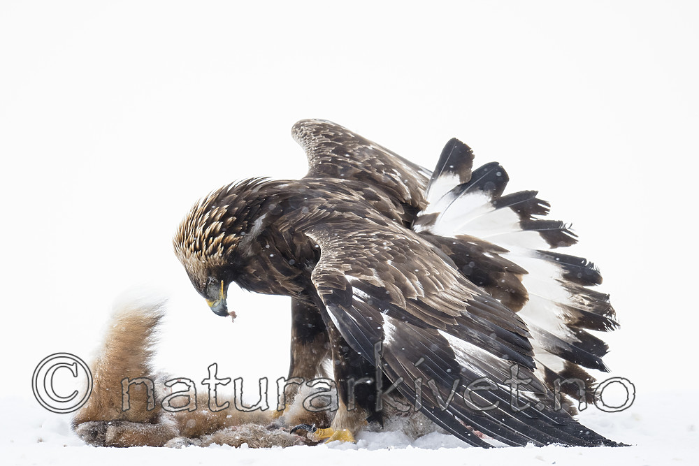 BB_20180227_1567 / Aquila chrysaetos / Kongeørn