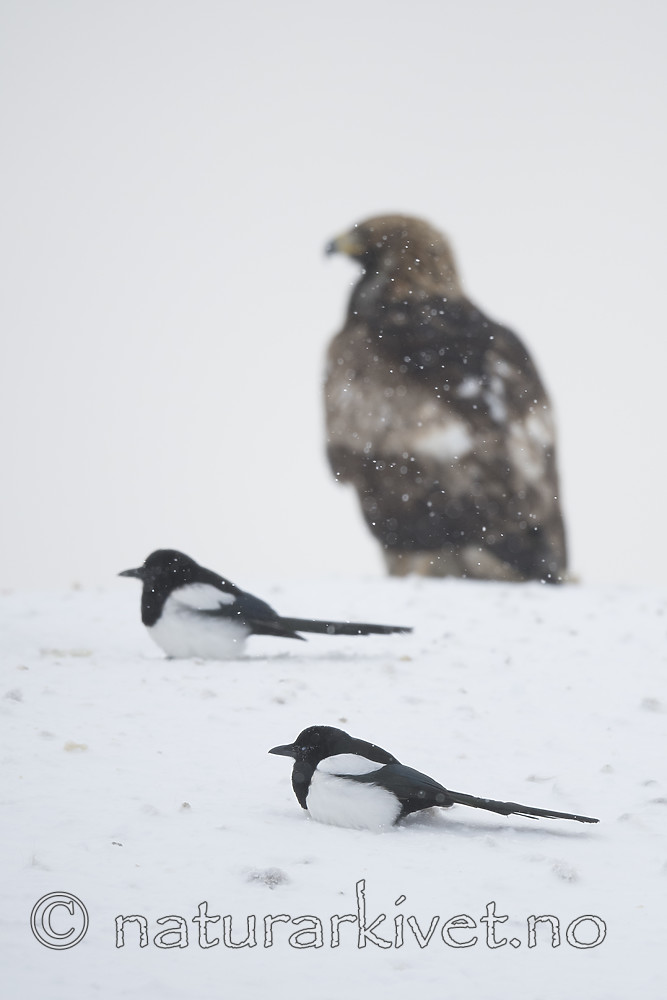 BB_20180227_1610 / Aquila chrysaetos / Kongeørn <br /> Pica pica / Skjære