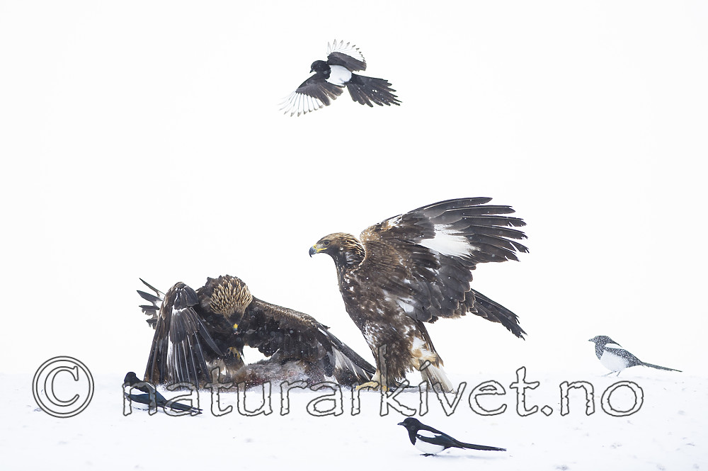 BB_20180227_1659 / Aquila chrysaetos / Kongeørn <br /> Pica pica / Skjære