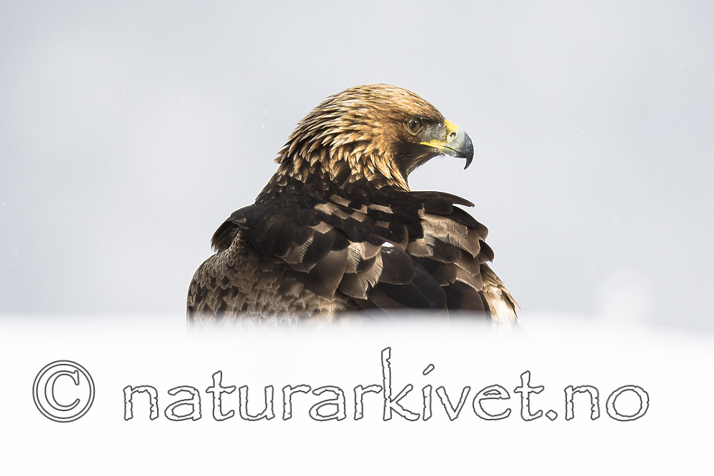 BB_20180227_2120 / Aquila chrysaetos / Kongeørn
