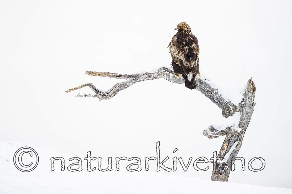 BB_20180227_2122 / Aquila chrysaetos / Kongeørn