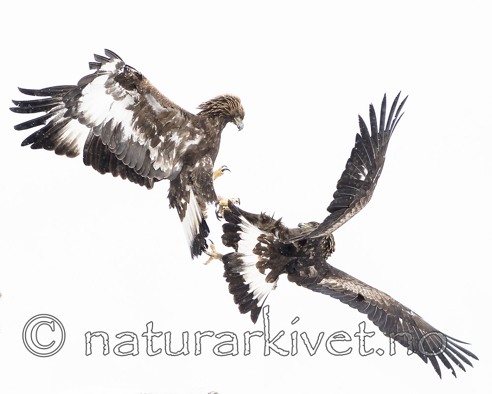 BB_20180227_3615 / Aquila chrysaetos / Kongeørn