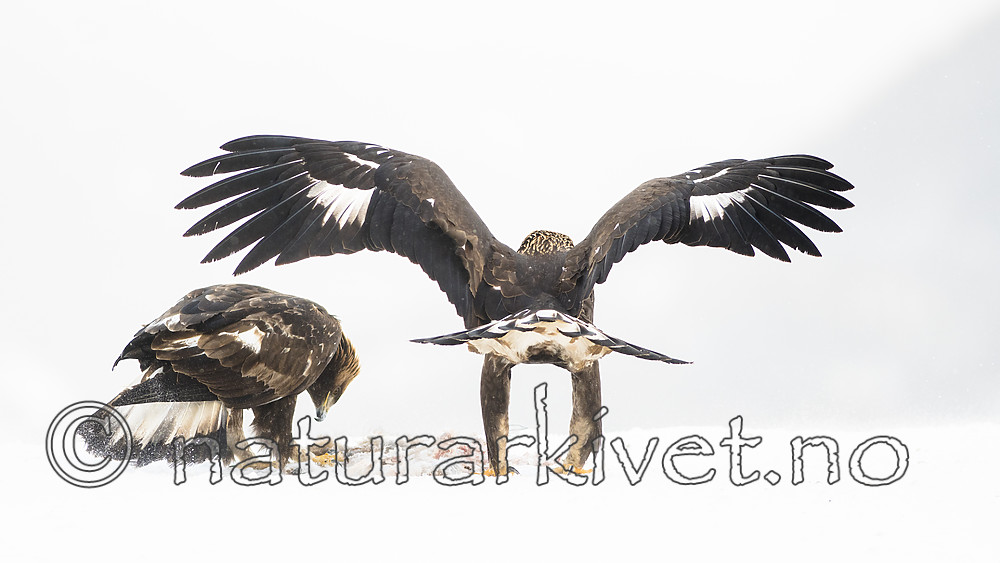 BB_20180227_3873 / Aquila chrysaetos / Kongeørn