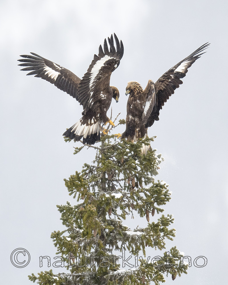 BB_20180228_0390 / Aquila chrysaetos / Kongeørn