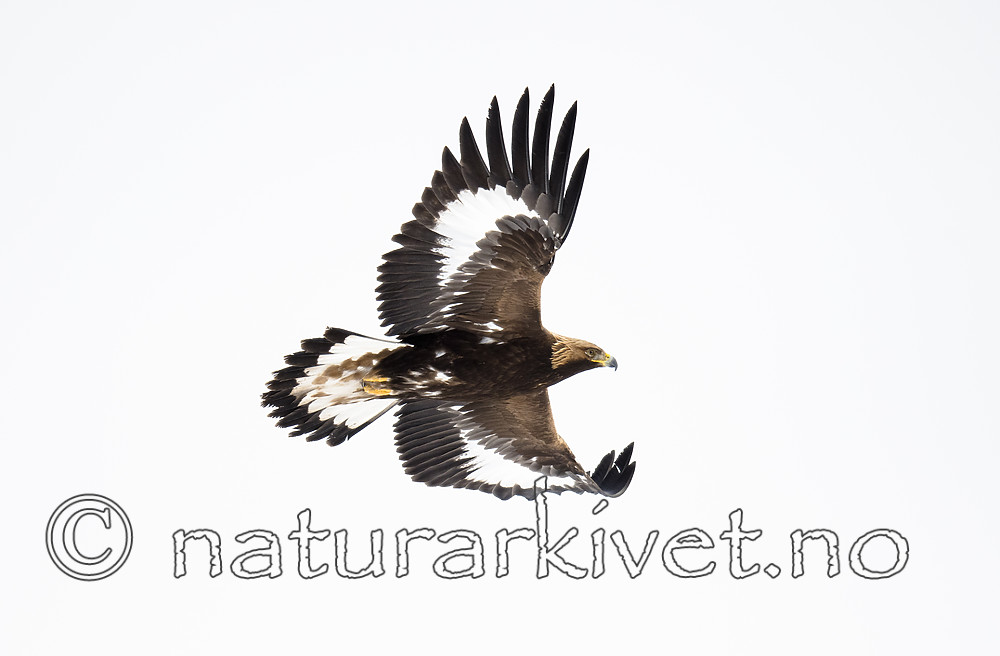 BB_20180228_0471 / Aquila chrysaetos / Kongeørn