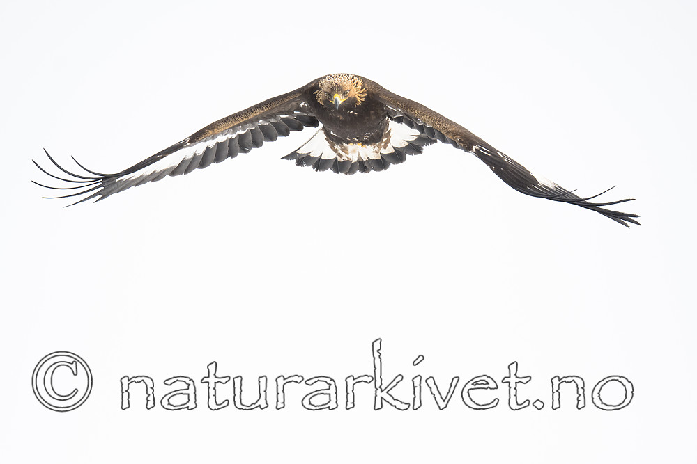 BB_20180228_0499 / Aquila chrysaetos / Kongeørn