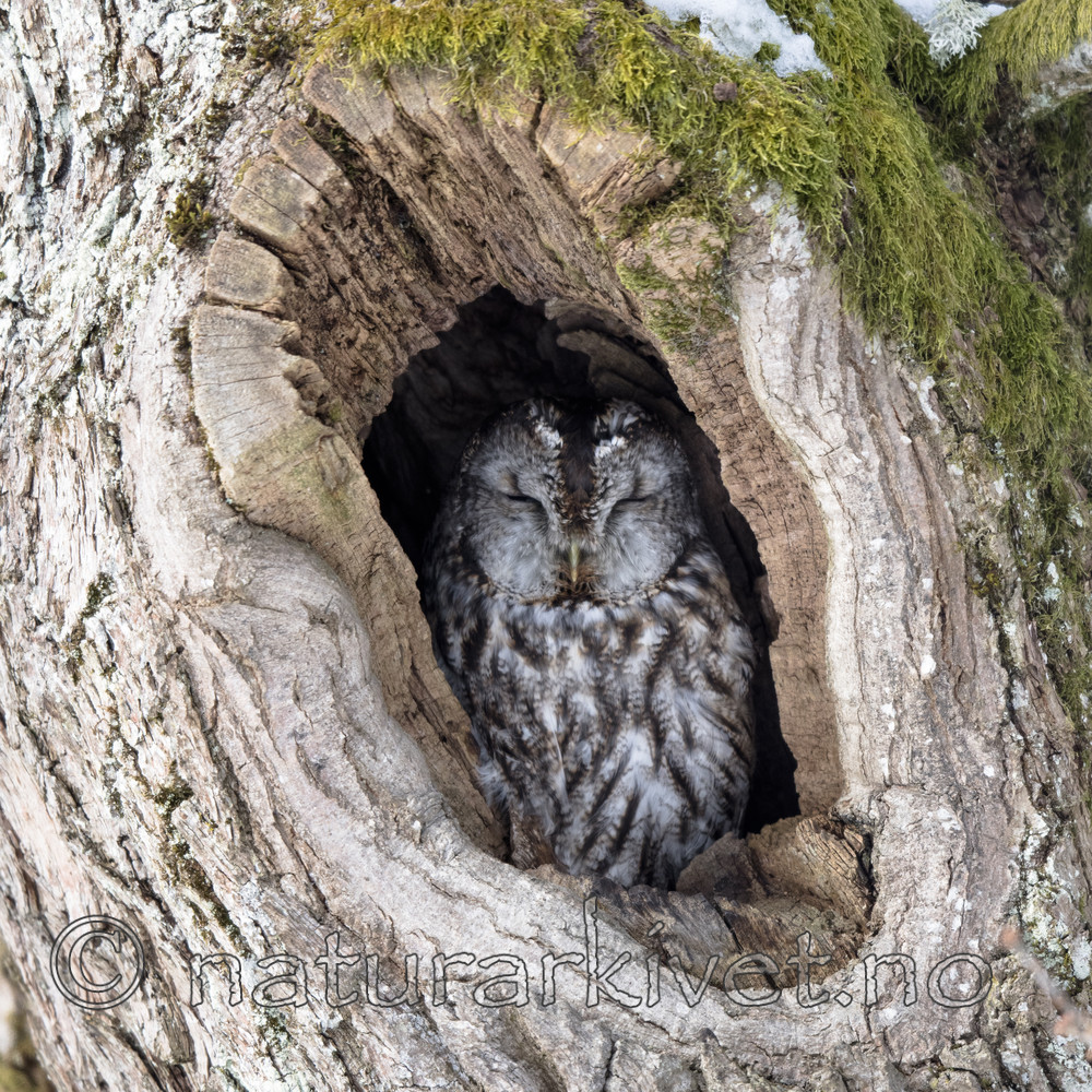 BB_20180304_0003 / Strix aluco / Kattugle