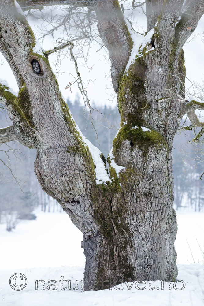 BB_20180311_0010 / Quercus robur / Sommereik <br /> Strix aluco / Kattugle