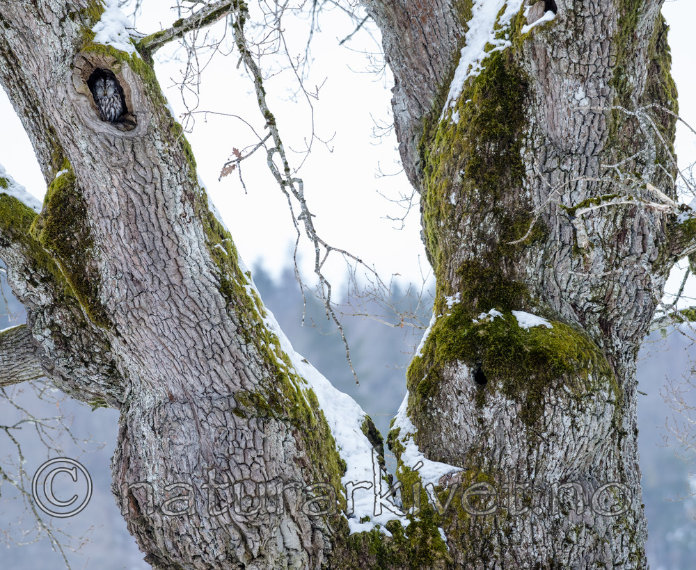 BB_20180311_0014 / Quercus robur / Sommereik <br /> Strix aluco / Kattugle