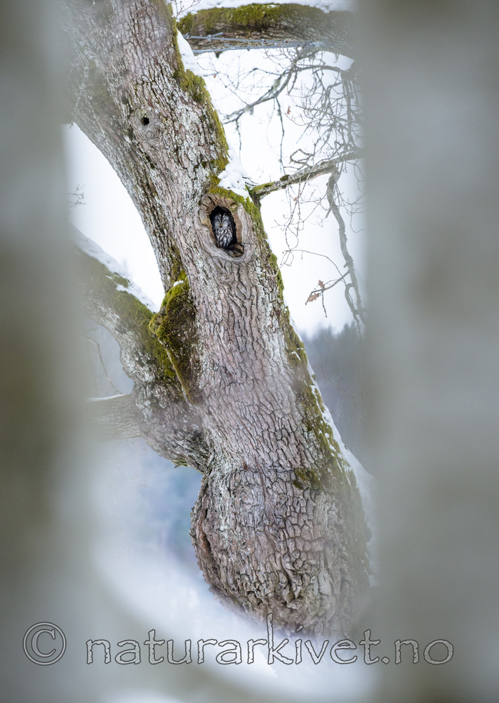 BB_20180311_0026 / Quercus robur / Sommereik <br /> Strix aluco / Kattugle