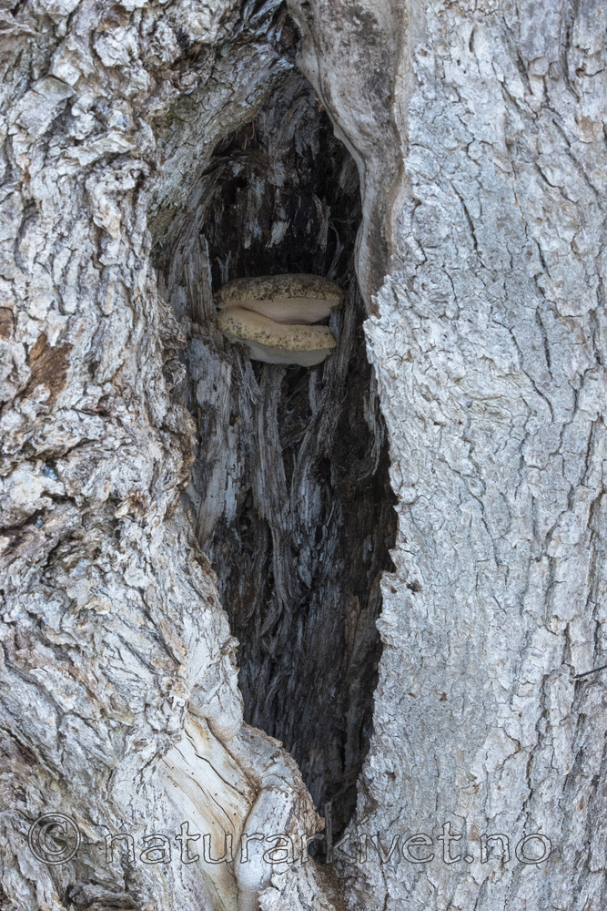 BB_20180324_0009 / Spongipellis spumea / Skumkjuke