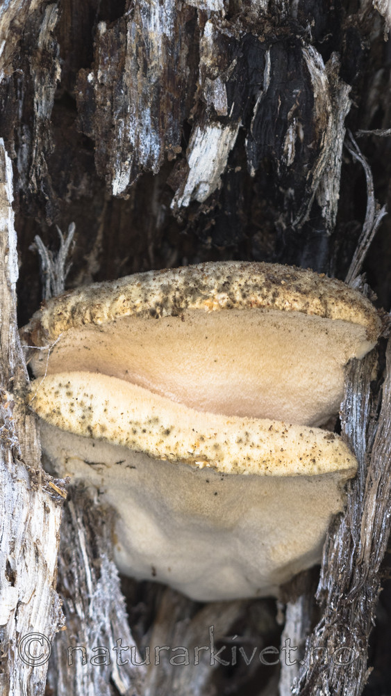 BB_20180324_0078 / Spongipellis spumea / Skumkjuke