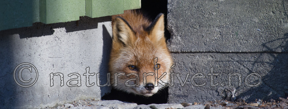 BB_20180327_0042 / Vulpes vulpes / Rødrev