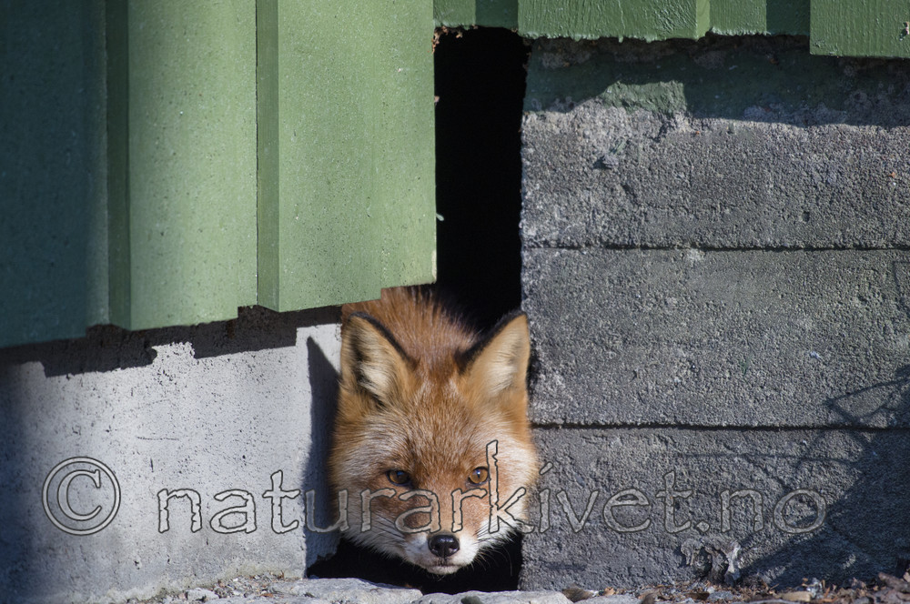 BB_20180327_0043 / Vulpes vulpes / Rødrev