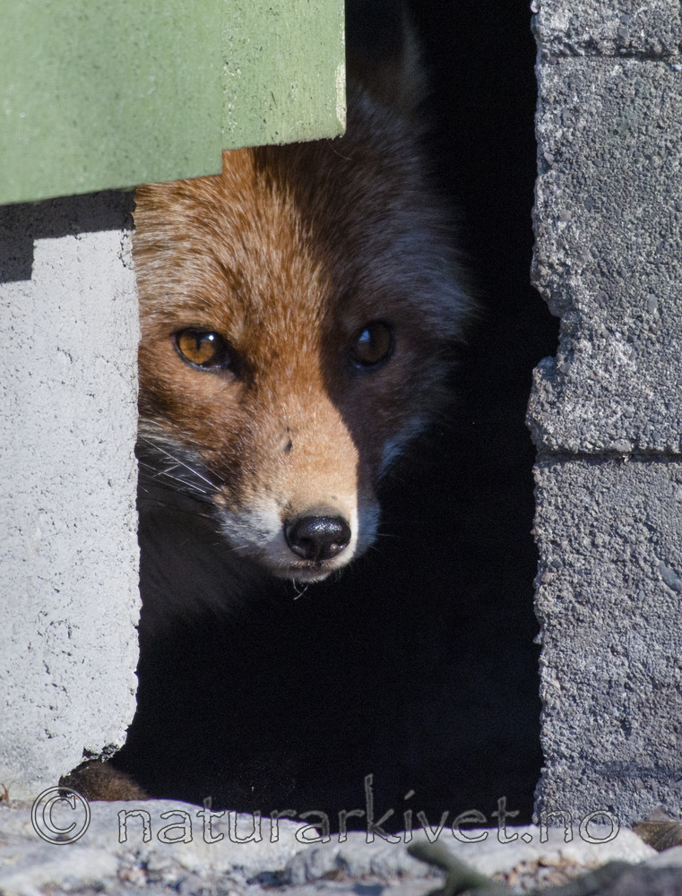 BB_20180327_0045 / Vulpes vulpes / Rødrev