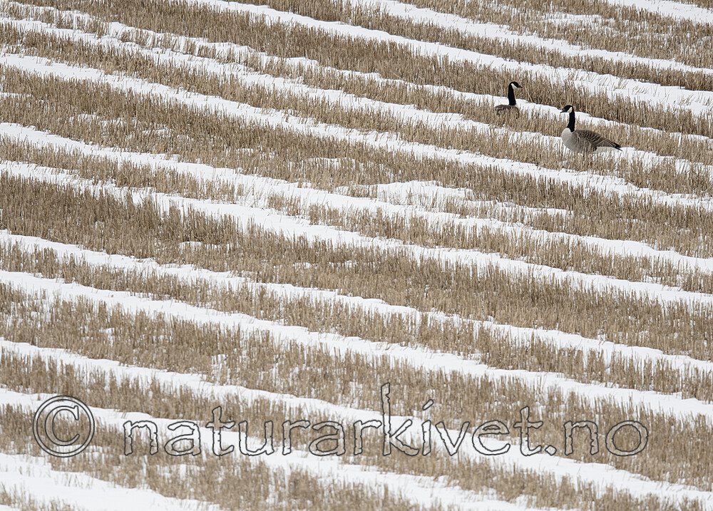 BB_20180408_0206 / Branta canadensis / Kanadagås