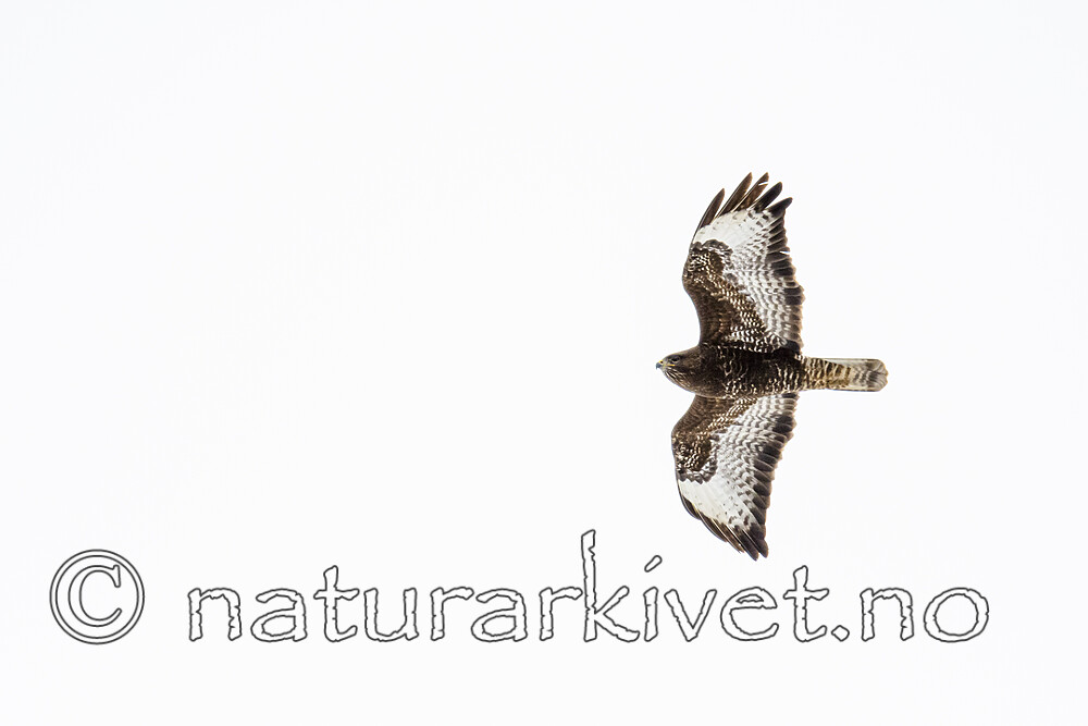 BB_20180408_0251 / Buteo buteo / Musvåk