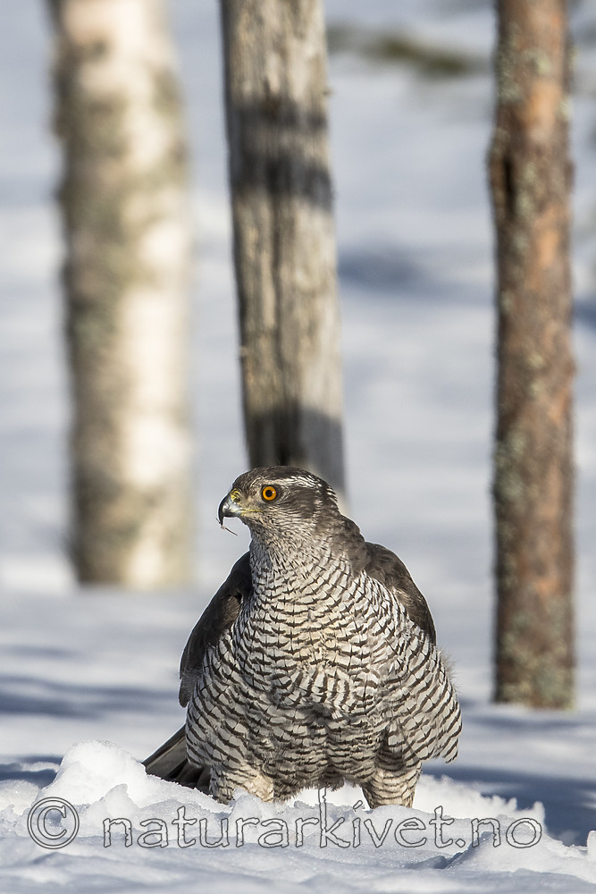 BB_20180413_0293 / Accipiter gentilis / Hønsehauk