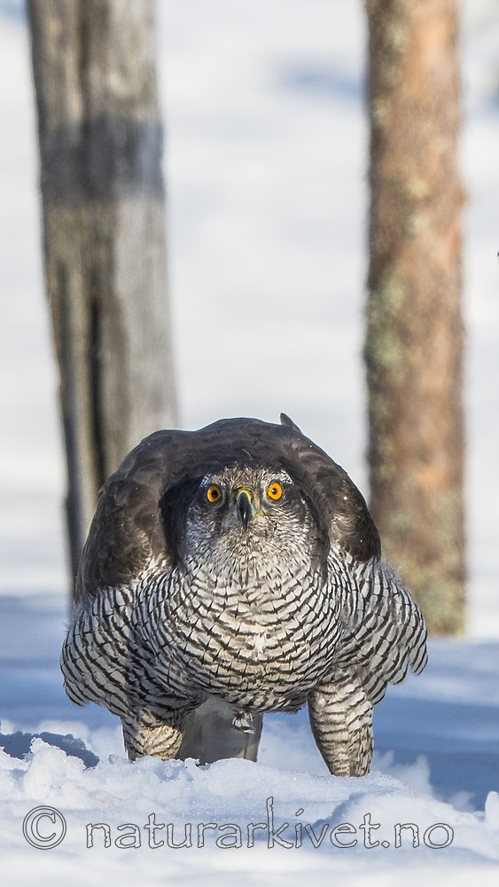 BB_20180413_0326 / Accipiter gentilis / Hønsehauk