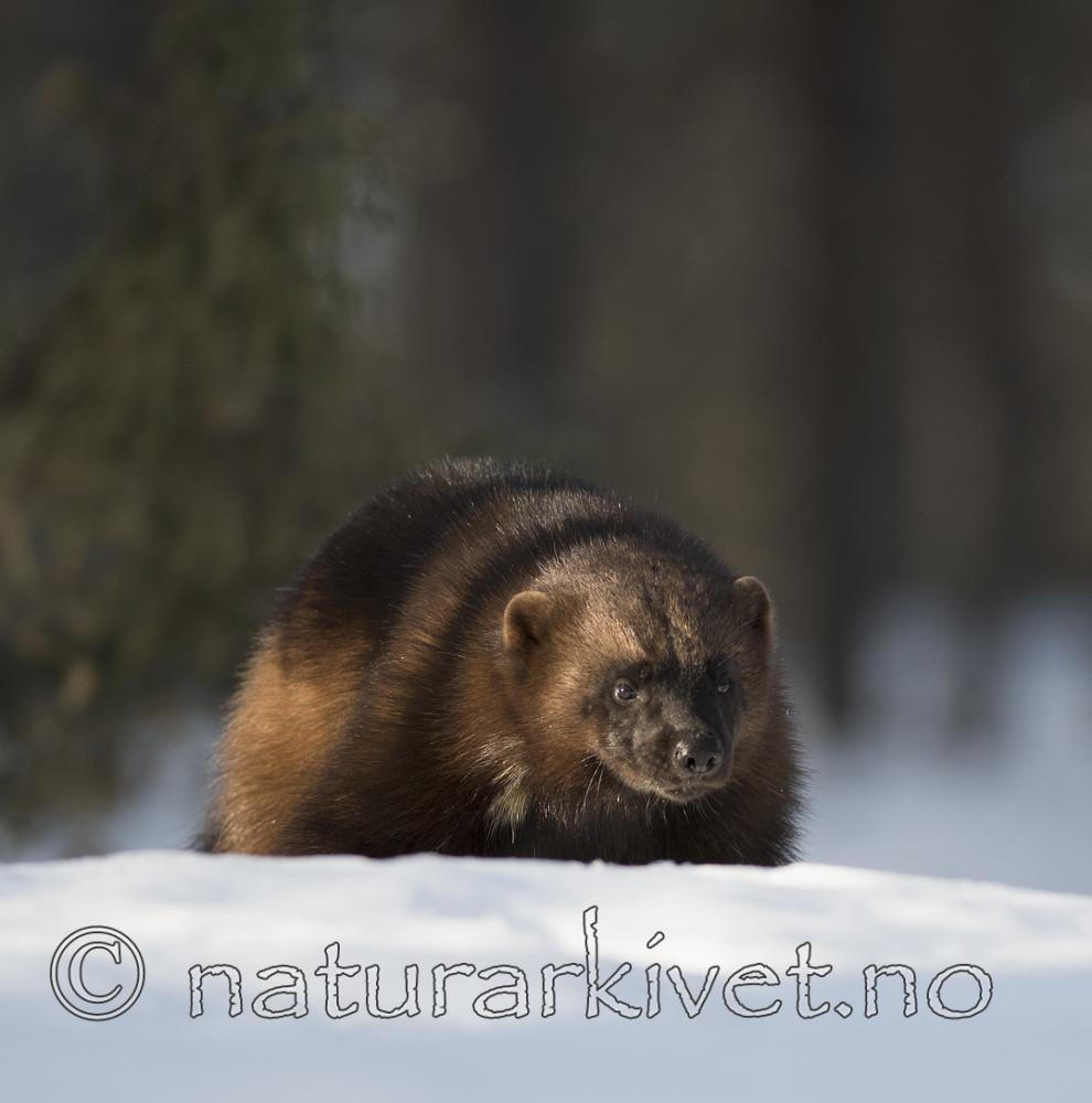 BB_20180415_0046 / Gulo gulo / Jerv