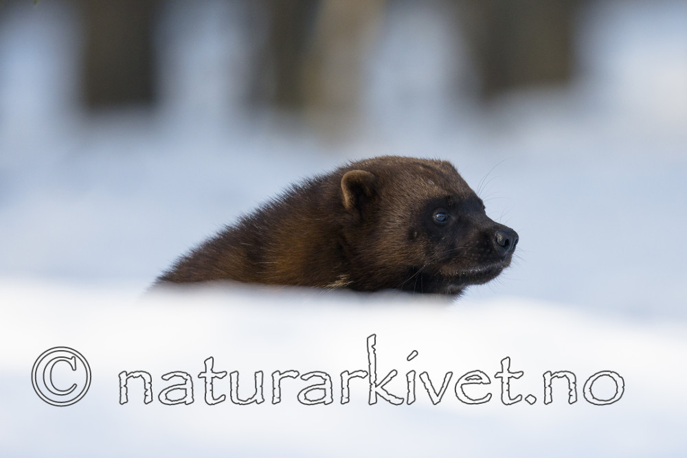 BB_20180415_0124 / Gulo gulo / Jerv