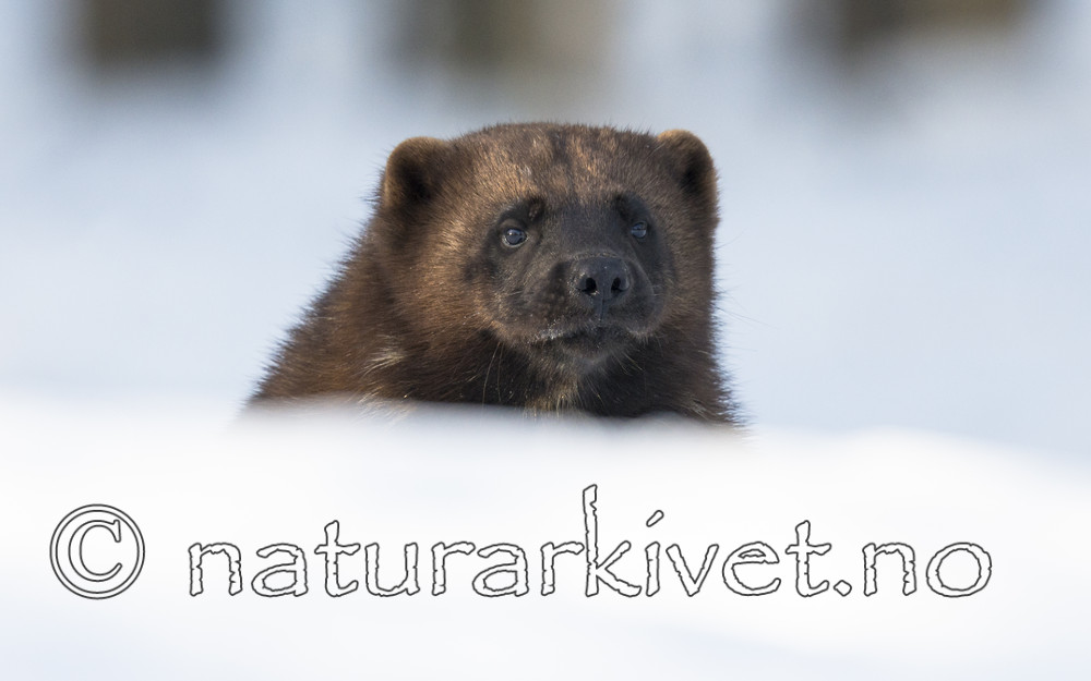 BB_20180415_0138 / Gulo gulo / Jerv