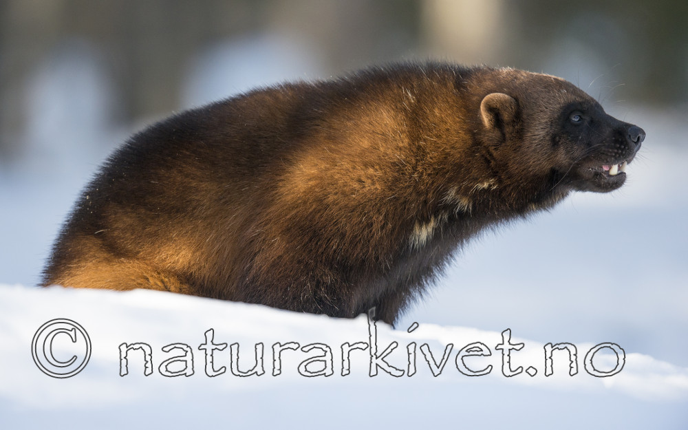 BB_20180415_0175 / Gulo gulo / Jerv