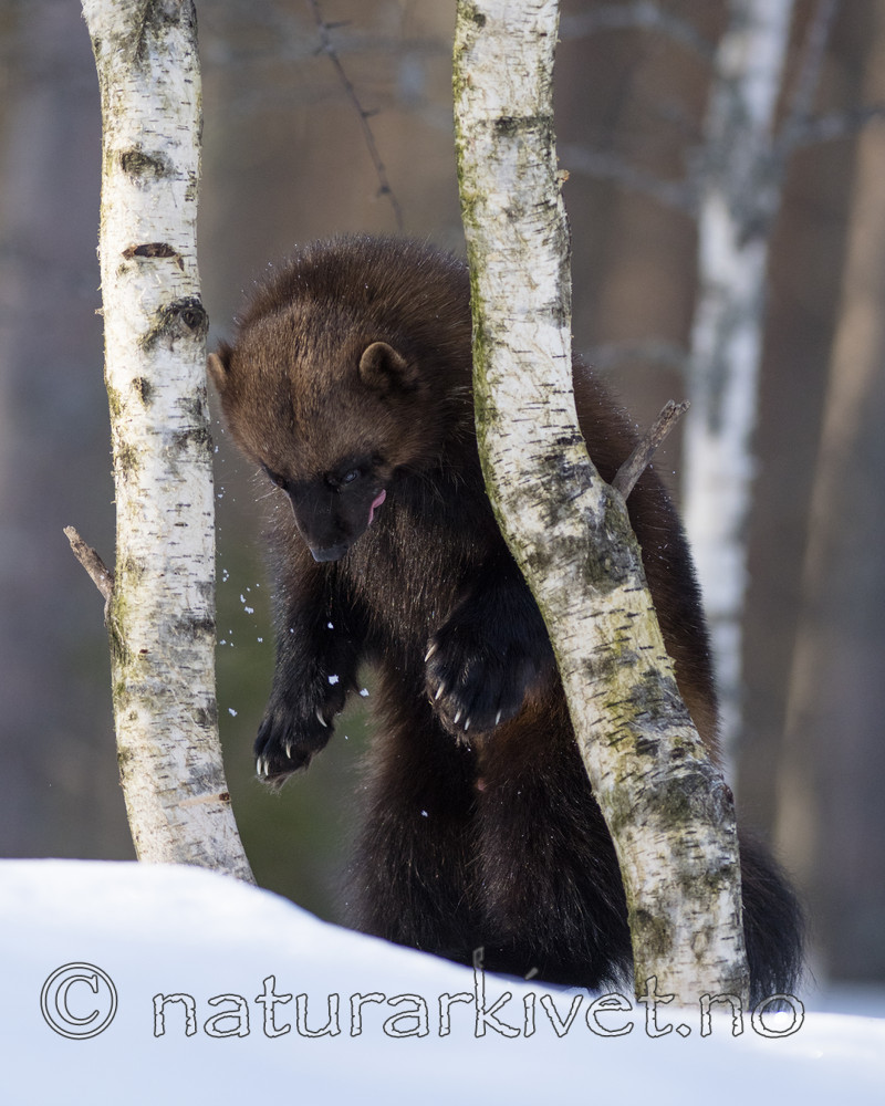 BB_20180415_0215 / Gulo gulo / Jerv