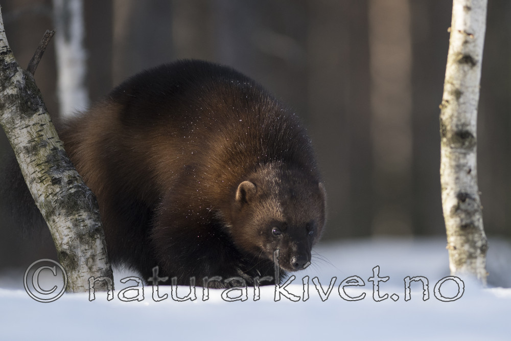 BB_20180415_0225 / Gulo gulo / Jerv