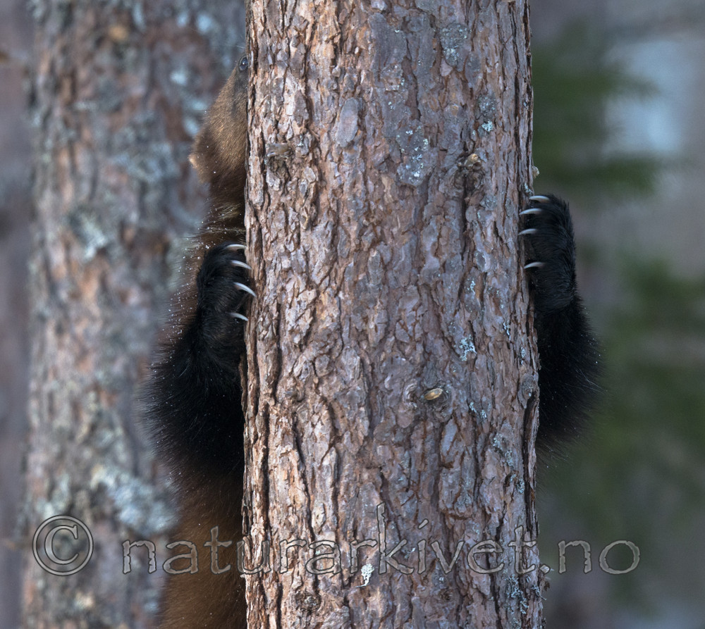 BB_20180415_0311 / Gulo gulo / Jerv
