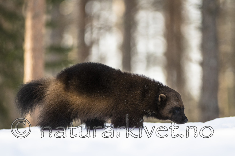 BB_20180415_0334 / Gulo gulo / Jerv