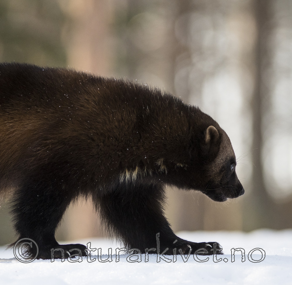 BB_20180415_0350 / Gulo gulo / Jerv