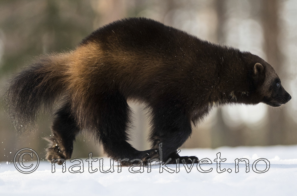 BB_20180415_0351_ / Gulo gulo / Jerv