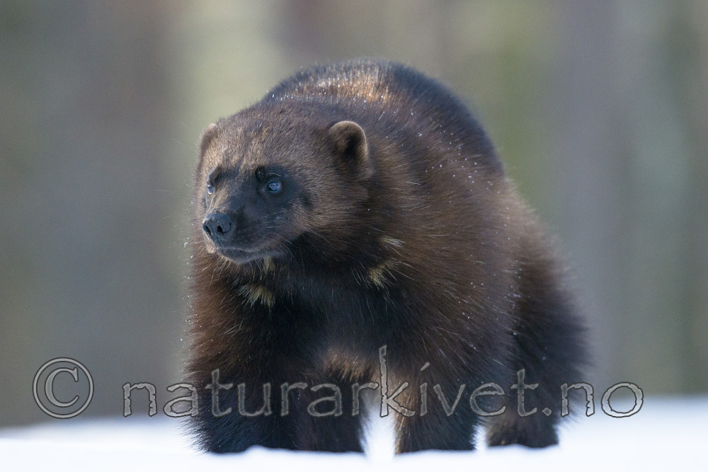 BB_20180415_0394 / Gulo gulo / Jerv