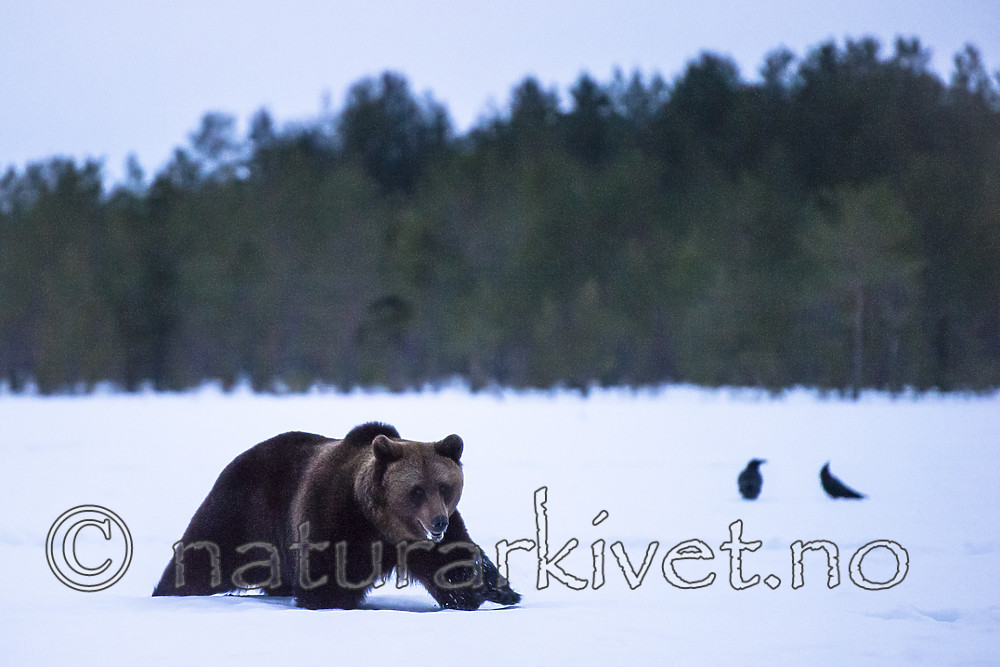 BB_20180417_0302 / Corvus corax / Ravn <br /> Ursus arctos / Brunbjørn