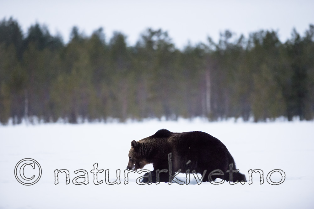 BB_20180417_0364 / Ursus arctos / Brunbjørn