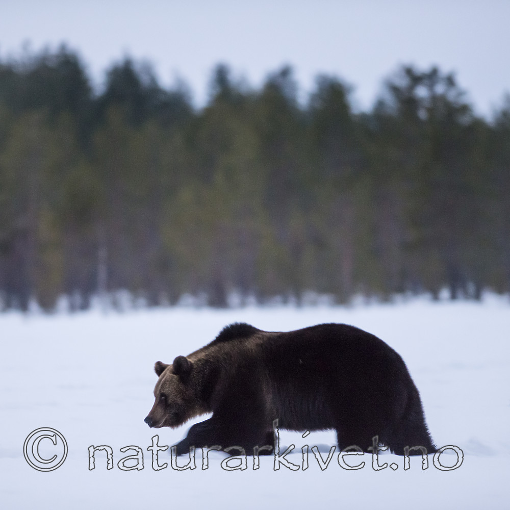 BB_20180417_0370 / Ursus arctos / Brunbjørn