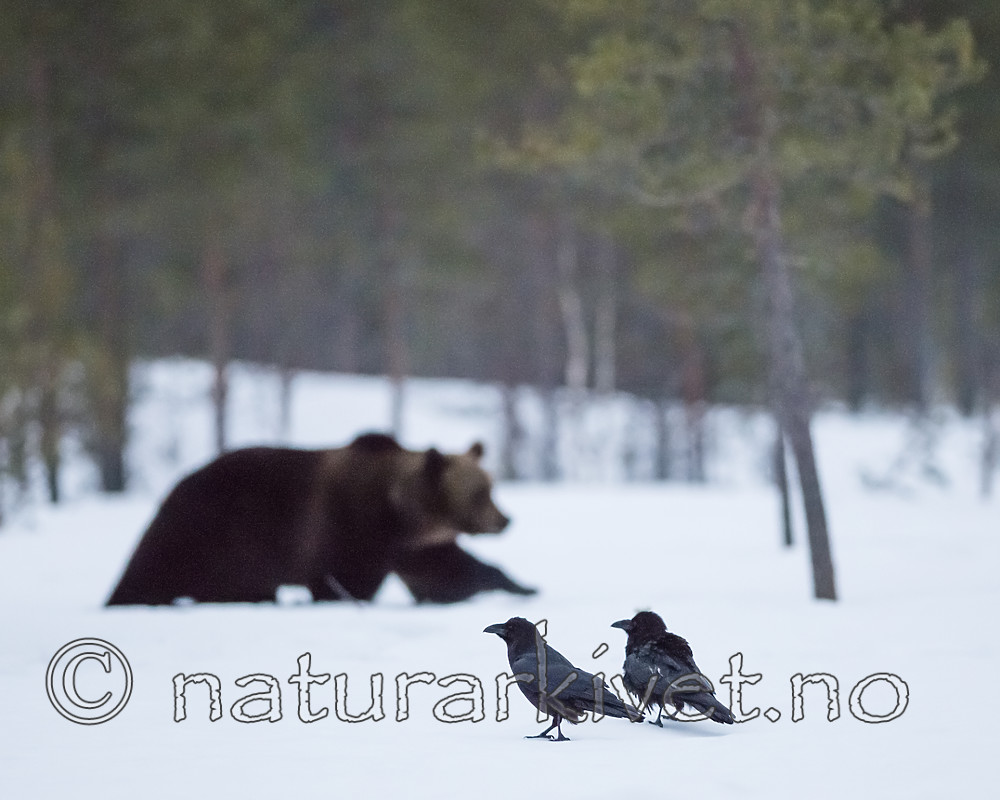 BB_20180417_0433 / Corvus corax / Ravn <br /> Ursus arctos / Brunbjørn