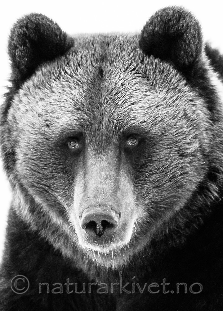 BB_20180417_0605-2 / Ursus arctos / Brunbjørn