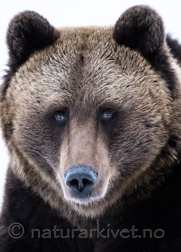 BB_20180417_0605 / Ursus arctos / Brunbjørn