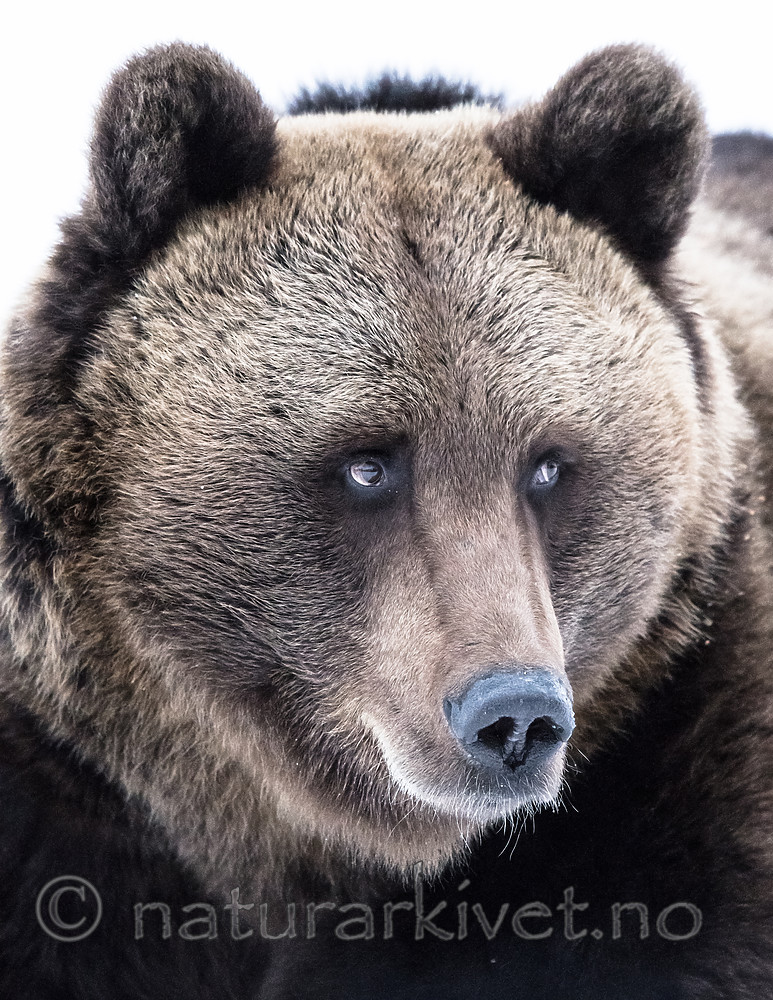 BB_20180417_0613 / Ursus arctos / Brunbjørn